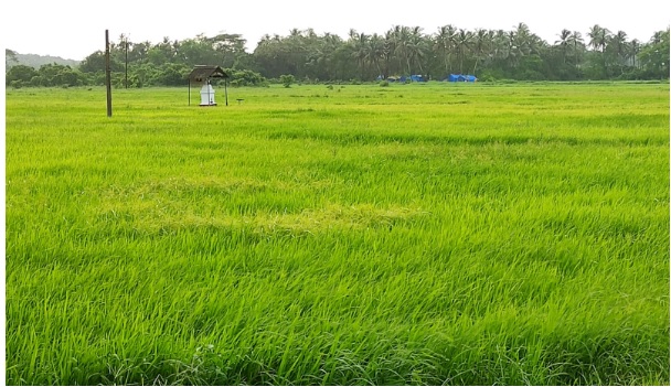 Exploring Farm Land in Goa and Land for Sale in Candolim: A Buyer’s Guide