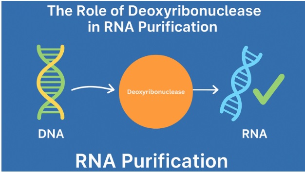 The Role of Deoxyribonuclease in RNA Purification